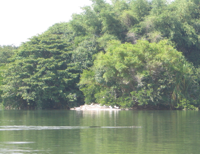 A crocodile cruising in the waters